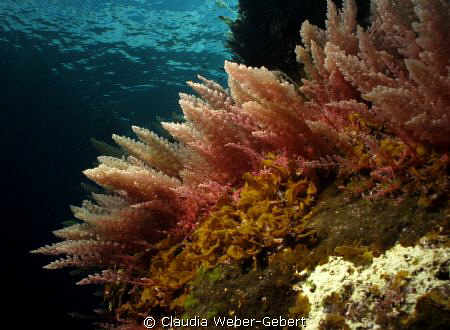 reef life...
El Hierro
Canary Islands by Claudia Weber-Gebert 