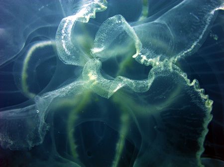 Close up of moon jelly on the Belize Barrier Reef by Martin Spragg 