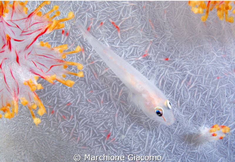Goby on soft  coral 
Nikon  D200 ,60 micro , housing und... by Marchione Giacomo 