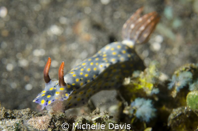 Nudi by Michelle Davis 