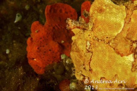 Frigfish(es) by Andrea Acri 