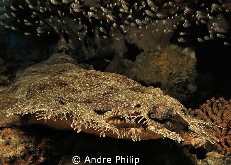 Wobbegong Shark by Andre Philip 