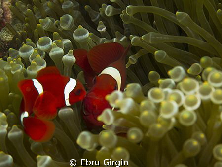 Happy Mother's Day! by Ebru Girgin 