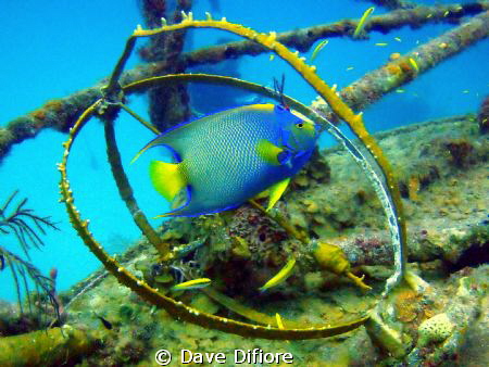 Classic Queen Angel swims through deck of Ray of Hope by Dave Difiore 