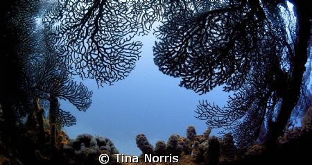 Lesleen M Wreck by Tina Norris 
