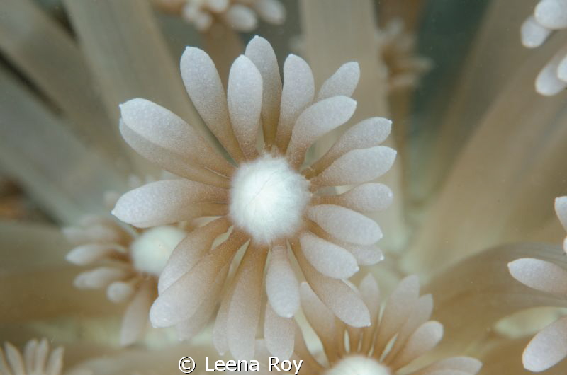 Daisy anemone by Leena Roy 