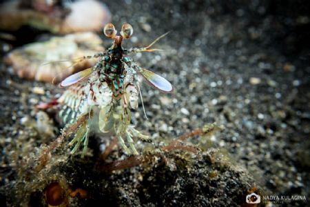Checking me out... by Nadya Kulagina 