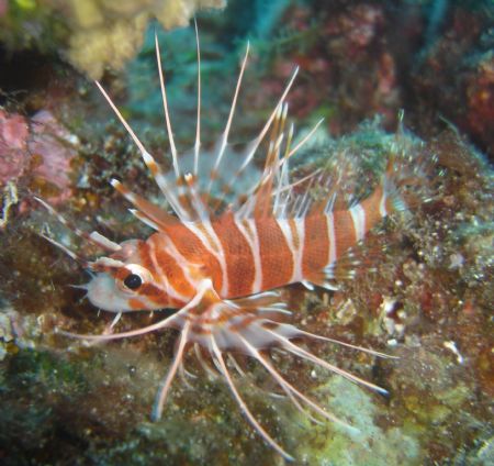 This is a Hawaiin Turkeyfish I photographed on the Backwa... by Vincent Calkins 