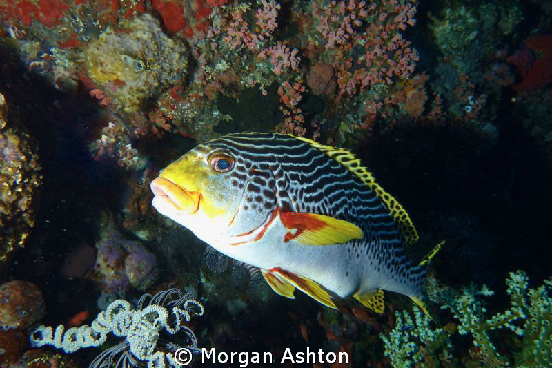 Sweetlips portrait in Komodo. Sony RX-100. by Morgan Ashton 