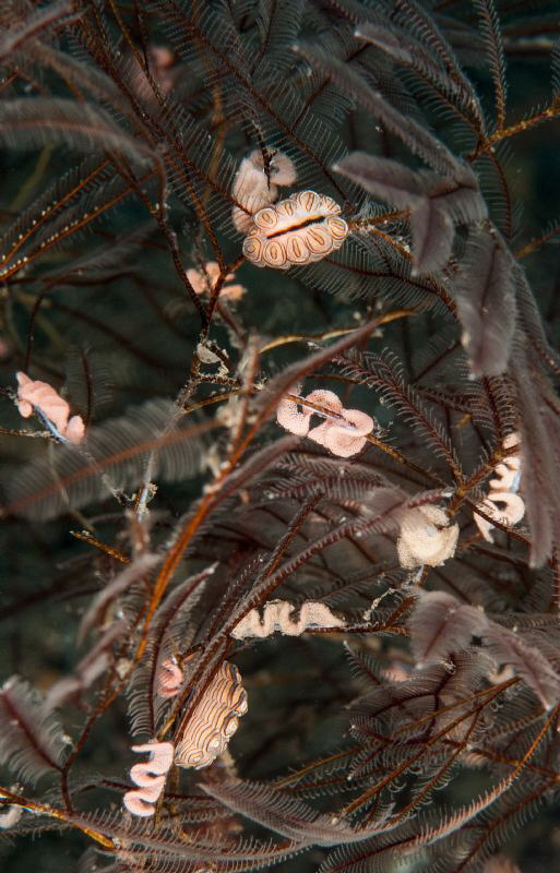 Nudi farm. by Mehmet Salih Bilal 