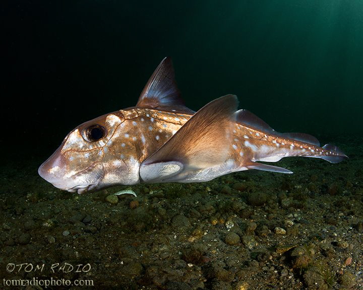 Chimaera
Seattle, WA, U.S.A. by Tom Radio 