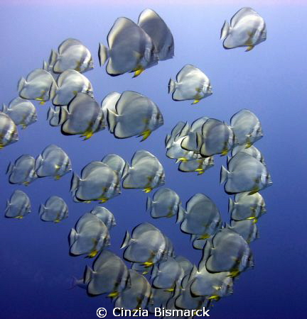 Platax's School
Platax Orbicularis by Cinzia Bismarck 