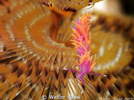 Walking in a flower by Walter Bassi 