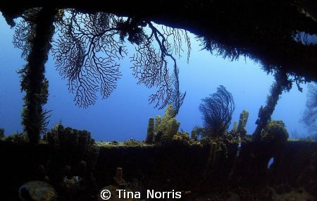 Lesleen M Wreck by Tina Norris 