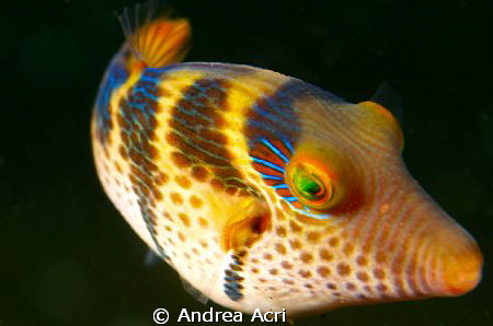 Juvenile triggerfish by Andrea Acri 