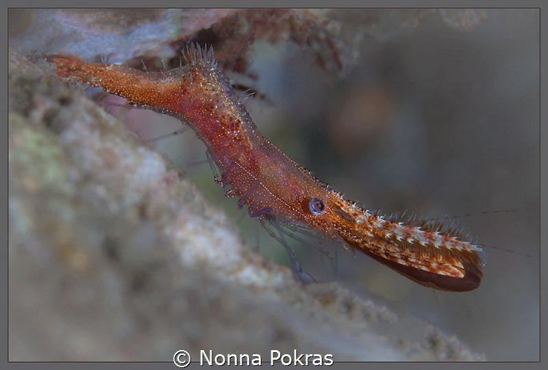 Long nose shrim by Nonna Pokras 