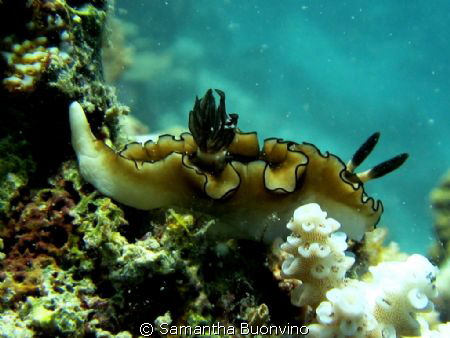 Glossodoris Atromarginata in her elegance and beauty by Samantha Buonvino 