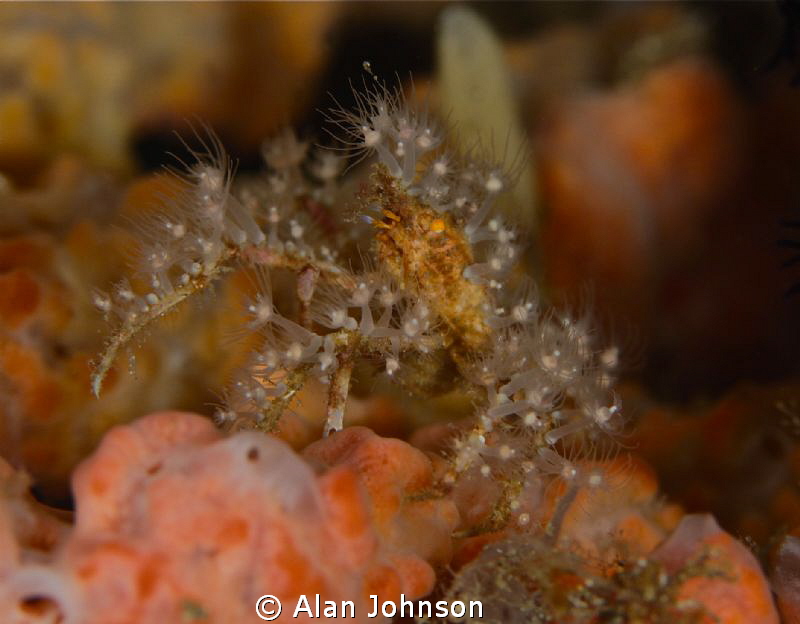 hydriod crab by Alan Johnson 