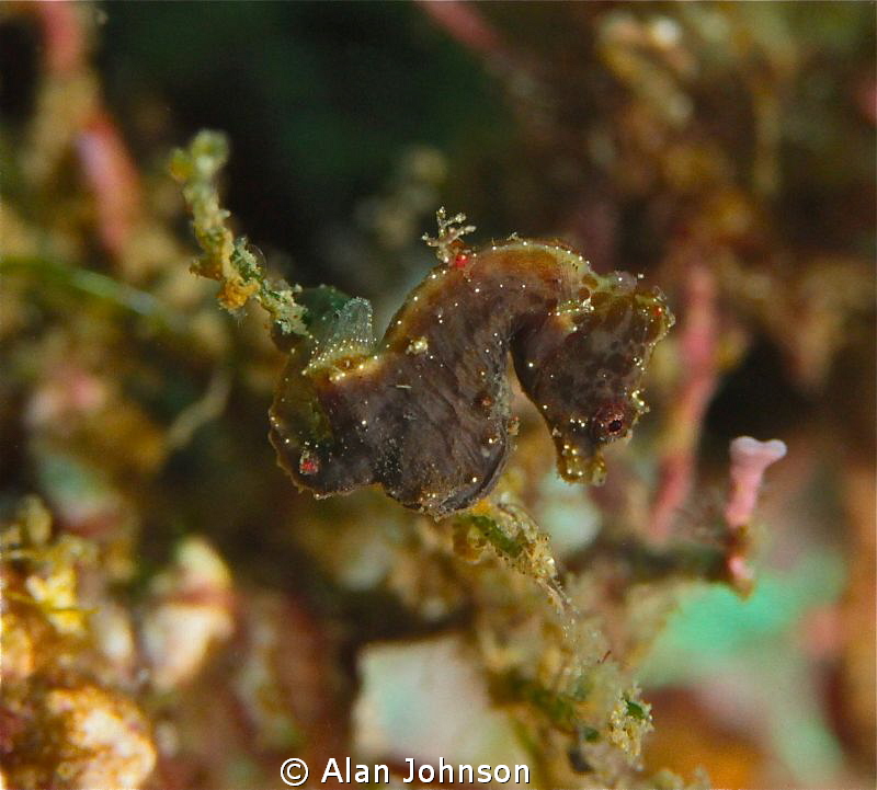 severns pigmy seahorse by Alan Johnson 
