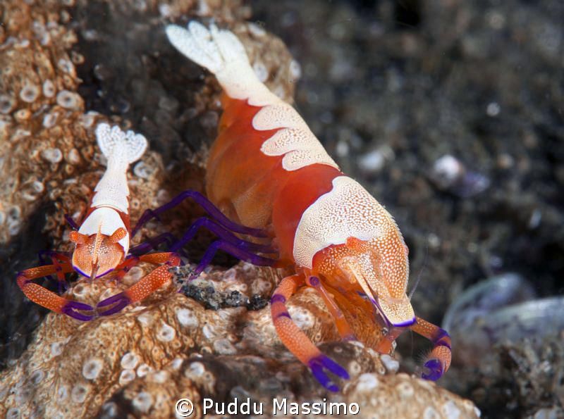 nikon D800 e 105 micro.Lembeh strait by Puddu Massimo 