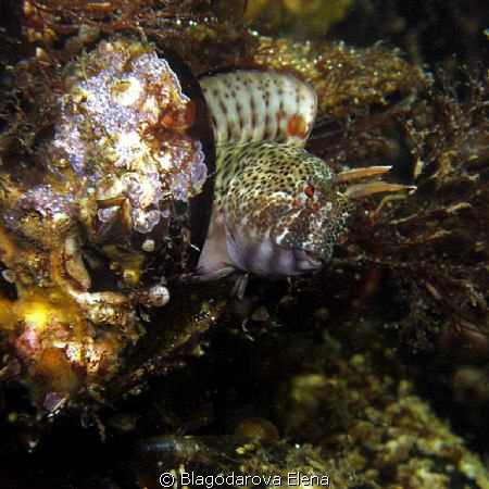 Blenny by Blagodarova Elena 
