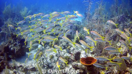 Schooling Yellowtails by Dave Difiore 