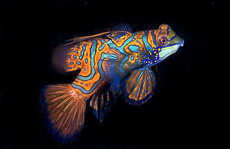 Mandarin Fish. Lembeh. Typically seen down in the coral r... by Rand Mcmeins 
