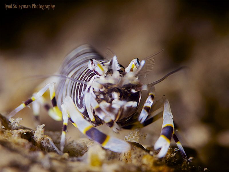 Bumblebee Shrimp by Iyad Suleyman 