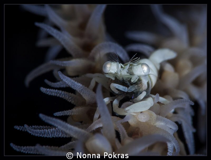 Tiny shrimp with big eyes by Nonna Pokras 