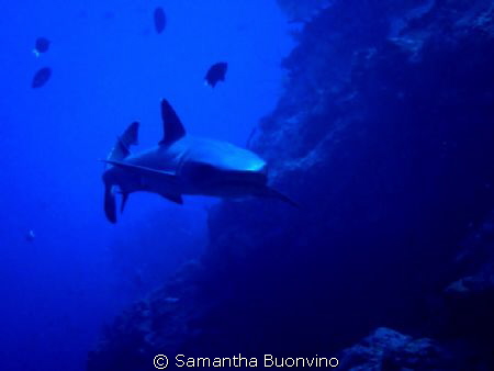 My beautiful white tip face to face by Samantha Buonvino 