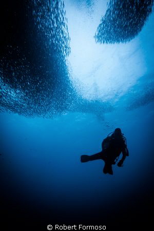 shot in Moal Boal sardine shoal by Robert Formoso 