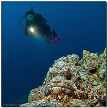 Mount Rushmore
Bearded scorpionfish
It looked like the ... by Reinhard Arndt 