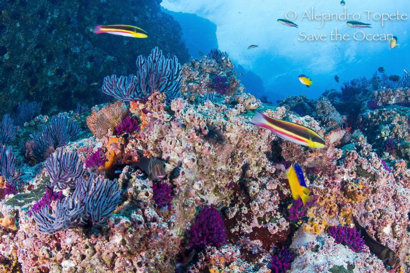 Cleaner Fish, Puerto Vallarta Mexico by Alejandro Topete 