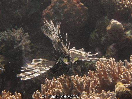 Hunter on the prowl.   Pterios, Lion fish. Late afternoon... by Mark Mawson 