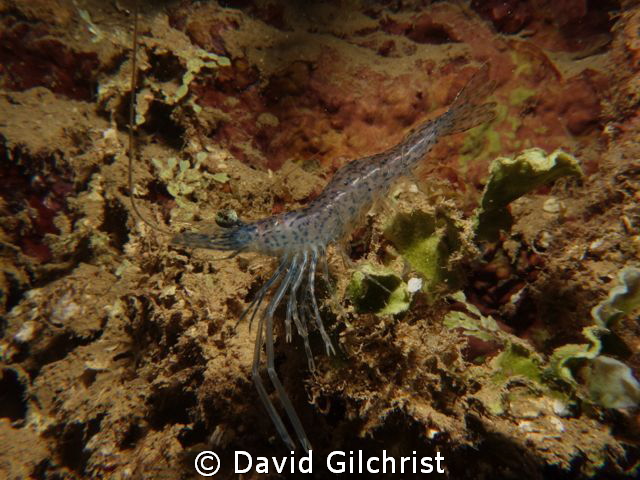 Long Armed Prawn, Chuuk Lagoon by David Gilchrist 