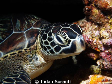 Hey you.. by Indah Susanti 