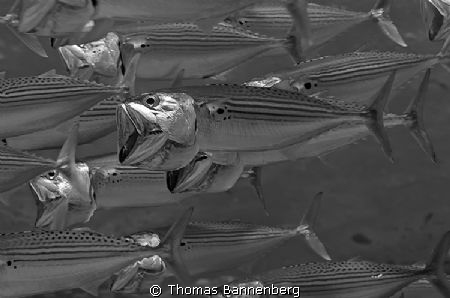 Indian mackerel (Rastrelliger kanagurta)
NIKON D7000 in ... by Thomas Bannenberg 