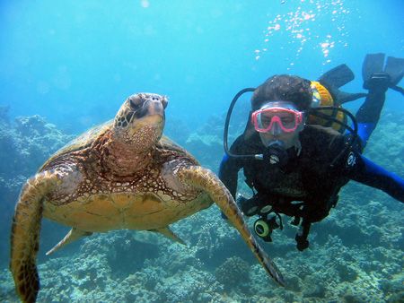 Diver and Turtle. Maui, Hawaii. by Todd Meadows 