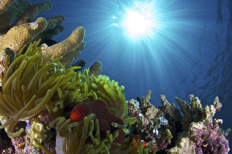 Clownfishes in sun rays 
Bunaken, Indonesia by Iyad Suleyman 