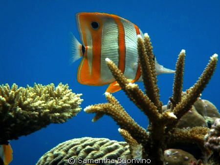 Butterfly fish posing in his reef realm by Samantha Buonvino 