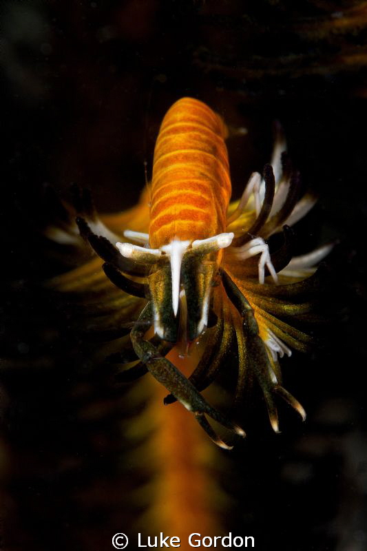 Crinoid Shrimp looking down the lens by Luke Gordon 