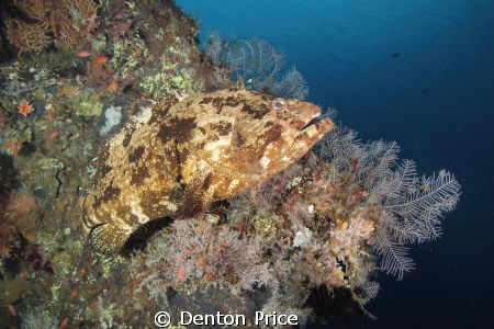 From Tulamben don't usually get close to these guys by Denton Price 