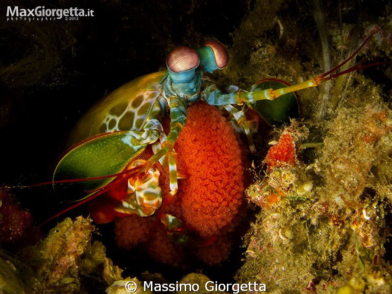 future - Mantis with eggs by Massimo Giorgetta 