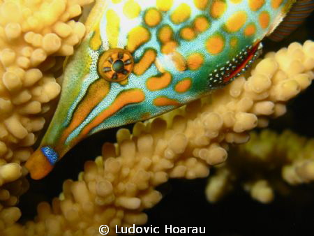 The orange spotted filefish or harlequin filefish, Oxymon... by Ludovic Hoarau 
