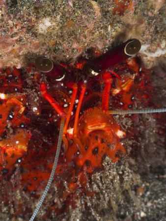 'Underwater Jedi' from Lembeh. Taken with Olympus E-20 in... by Istvan Juhasz 