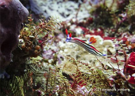 Purple-lined nembrotha by Alexandra Jernberg 