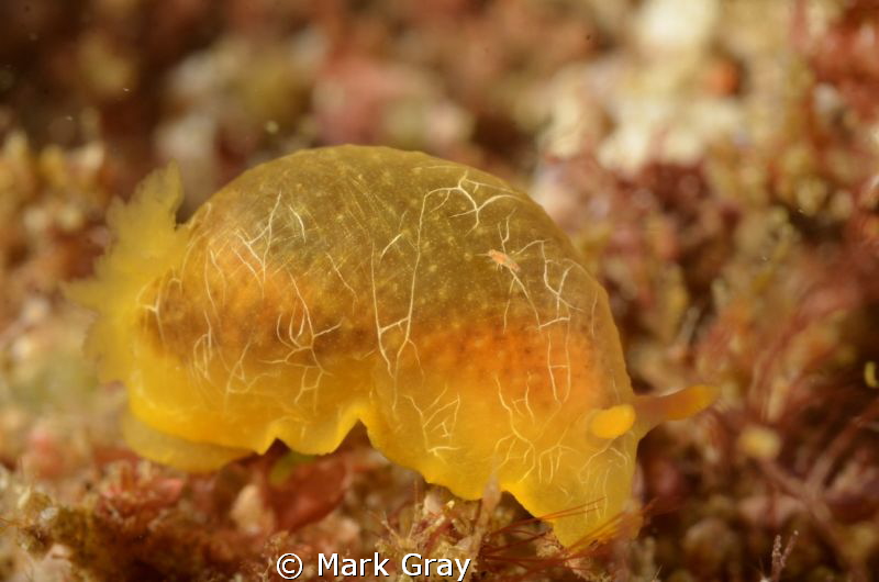 Scribbled Doriopsilla (Doriopsilla miniata) and friend
J... by Mark Gray 