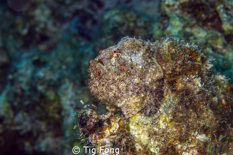 Grey Longlure Frogfish just off Captain Don's Habitat, Bo... by Tig Fong 