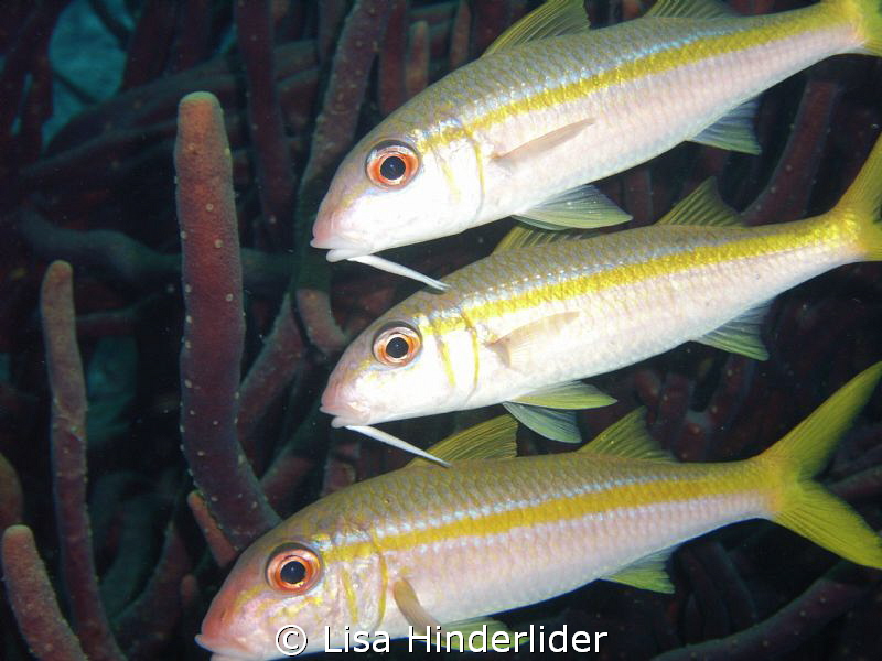 Goatfish Trio by Lisa Hinderlider 
