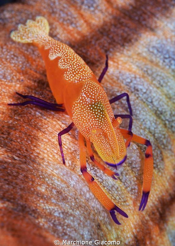 Painting
Periclimens imperator
Lembeh strait
Nikon D80... by Marchione Giacomo 